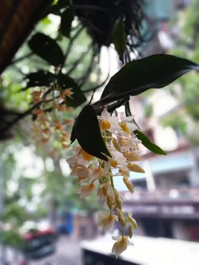 Hanoi Balcony Homestay – Foto 16